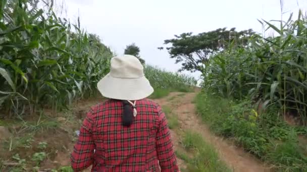 Jonge Vrouwelijke Boer Loopt Maïsveld Met Digitale Tablet Haar Handen — Stockvideo