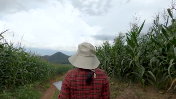 Jovem Agricultora Caminhando Campo Milho Com Tablet Digital Suas Mãos — Vídeo de Stock