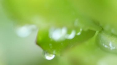 Yağmurdan sonra çekilen bir bitkinin bokeh videosu. Doğa arkaplanı.