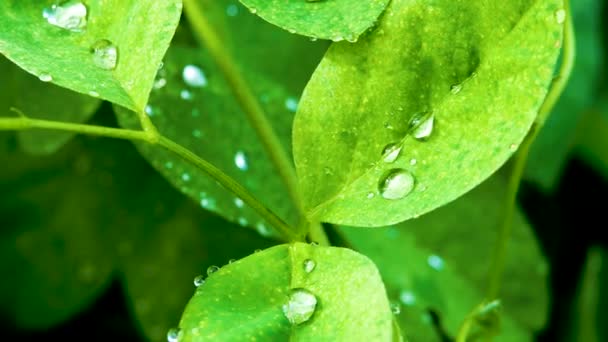 Gotita Agua Las Hojas Después Lluvia Fondo Naturaleza — Vídeos de Stock