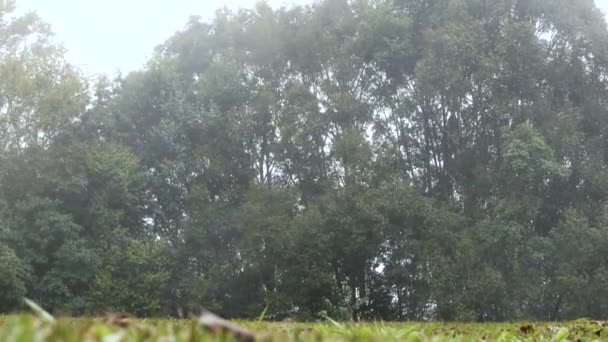 Landschaft Grüner Bäume Einem Kiefernwald Nebel Morgen — Stockvideo