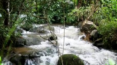 Yaşlı adam ormanda büyük bir ağaca sarılıyor. Ağaçları ormansızlaşmadan koruyan insanların olduğu Dünya Günü kavramı..