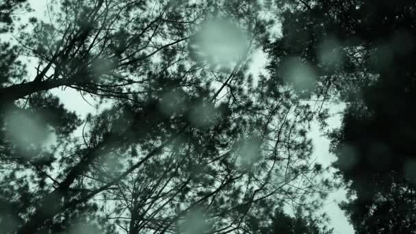 View Branches Pine Trees Mirrow Roof Car While Rain Drops — Stock Video