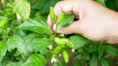 Kadın elleri arka bahçedeki sebze bahçesinde kırmızı biber topluyor. Organik sebze konsepti. Tarım ve sağlıklı gıda.