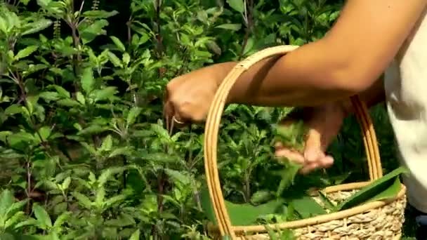 Dłonie Kobiet Zbierają Liście Bazylii Ogrodzie Warzywnym Koncepcja Organicznych Warzyw — Wideo stockowe
