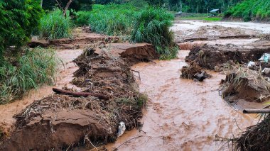 Şiddetli yağış sonrası enkaz ve ağaç dalları taşıyan çamurlu bir sel akıntısı ormanda akıyor..