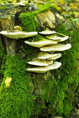 Ağaç kök beyaz mantar