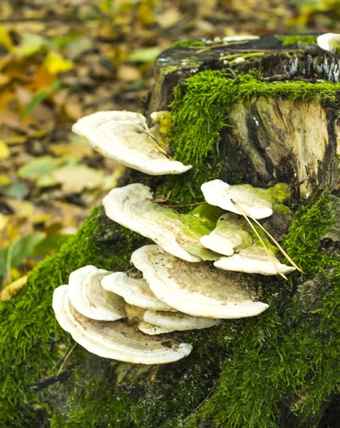 Cogumelos Brancos Raiz Árvore — Fotografia de Stock