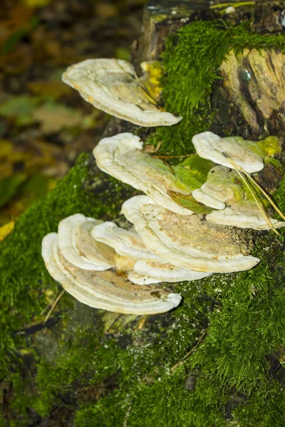 Vit Svamp Roten Trädet — Stockfoto