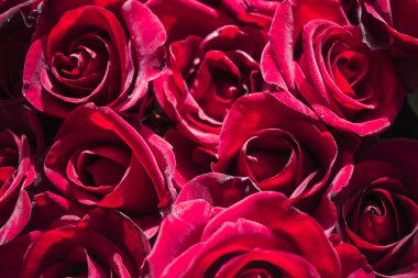 Pek çok kırmızı güzel güller