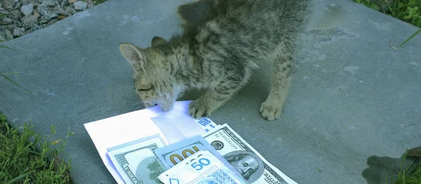 Маленький Котенок Деньги — стоковое фото
