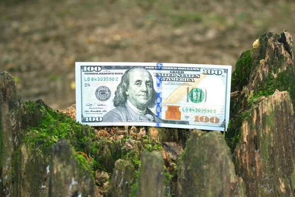 Dólares Americanos Floresta — Fotografia de Stock