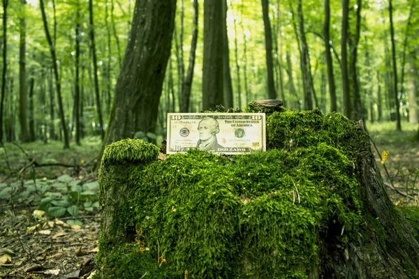 Amerikaanse Dollars Het Bos — Stockfoto