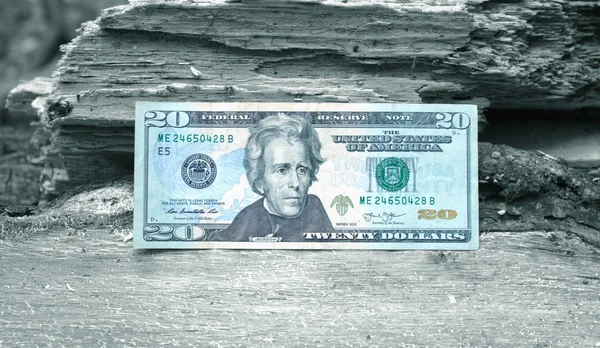 Dollars Américains Dans Les Bois — Photo