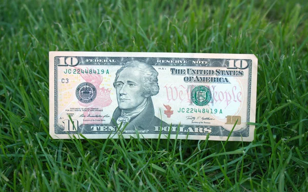 American Dollars Grass — Stock Photo, Image