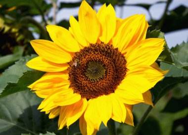 Sarı ayçiçekleri. Yaz tatilleri