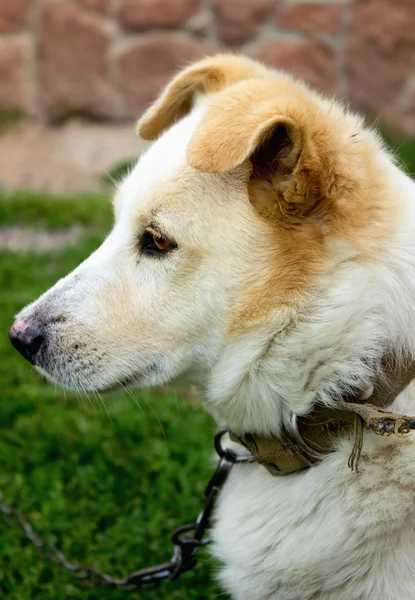 Street dog. In the animal world. Good life