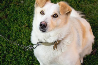 Sokak köpeği. Hayvan dünyasında. İyi bir hayat
