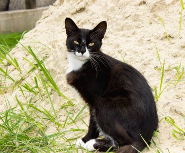 Sokak kedisi. Hayvan yırtıcılarının dünyasında