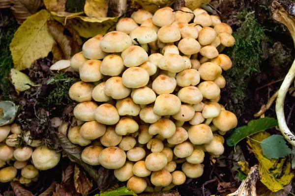 Cogumelos Maus Floresta — Fotografia de Stock