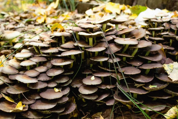 Cogumelos Maus Floresta — Fotografia de Stock