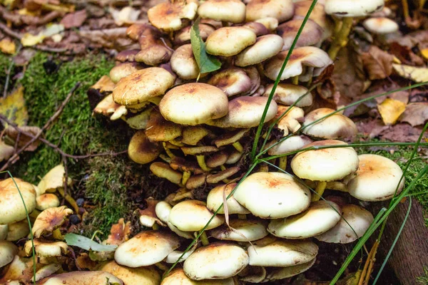 Dåliga Svampar Skogen — Stockfoto