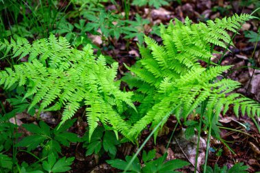 Ormanda eğreltiotu. Bitkiler ve doğa