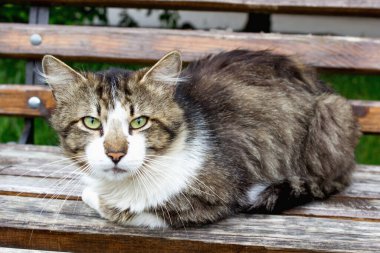 Bir sokak kedisi oyun alanında dinleniyor.