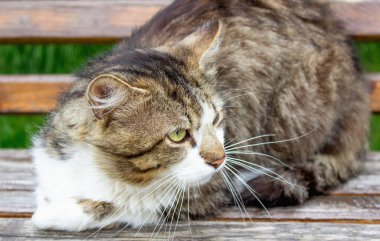 Bir sokak kedisi oyun alanında dinleniyor.