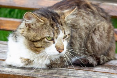 Bir sokak kedisi oyun alanında dinleniyor.