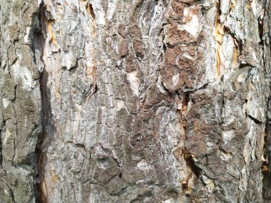 Arka plan ağaç kabuğu doğa güzelliği