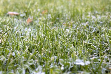 Çimlerde sonbahar ayazı, kıpkırmızı