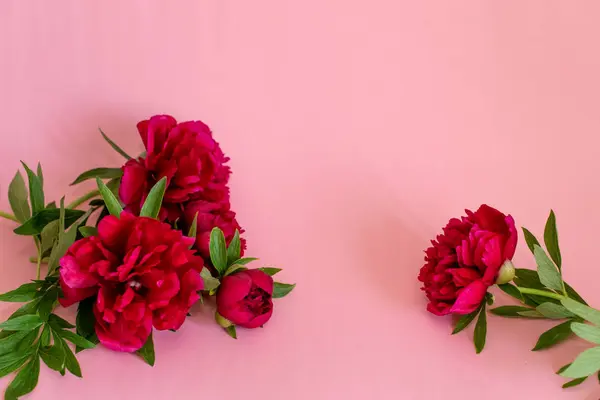 Pink bouquet of peonies with sweets in pastel colors on burgundy background. Picturesque still life in pink tones.