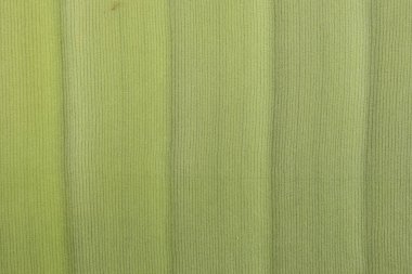 yaprak yeşil arka plan desen doku makro yakın çekim