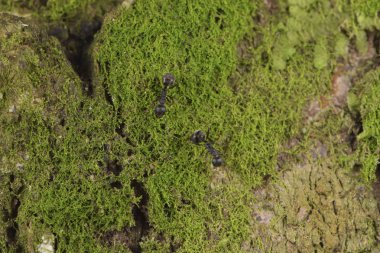 Doğa ağaç kabuğu desen arka plan doku makro yakın çekim