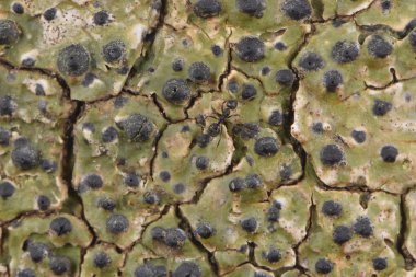 Ağaç kabuğu desen arka plan doku doğa