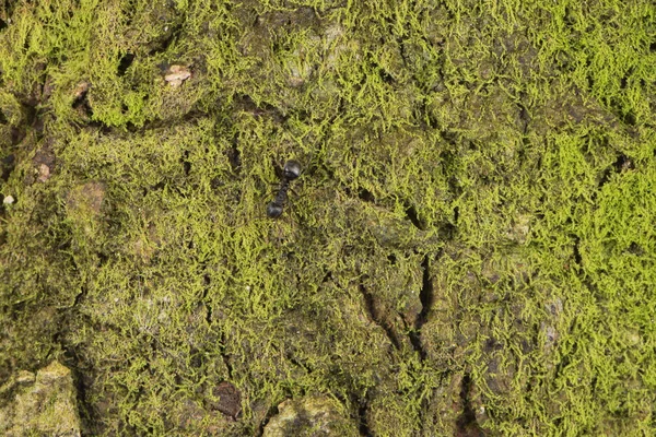 Natureza Árvore Casca Padrão Fundo Textura Macro Close — Fotografia de Stock