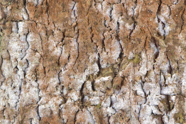 Natur Baumrinde Muster Hintergrund Textur Makro Nahaufnahme — Stockfoto