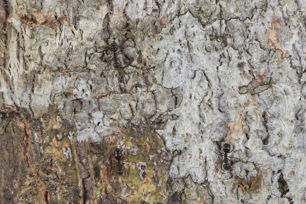 Natura Drzewo Kora Wzór Tło Tekstura Makro Bliska — Zdjęcie stockowe