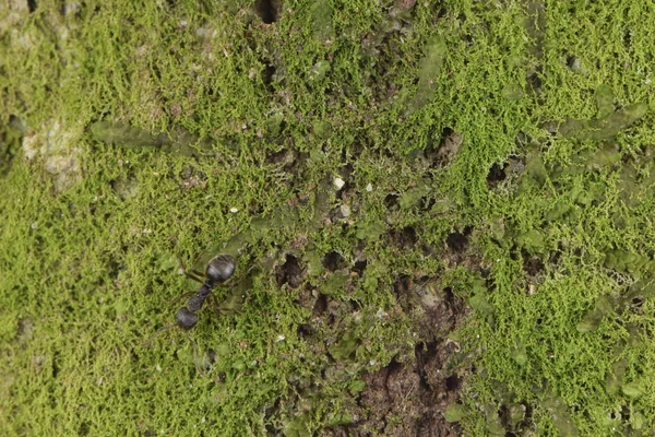 Natur Baumrinde Muster Hintergrund Textur Makro Nahaufnahme — Stockfoto