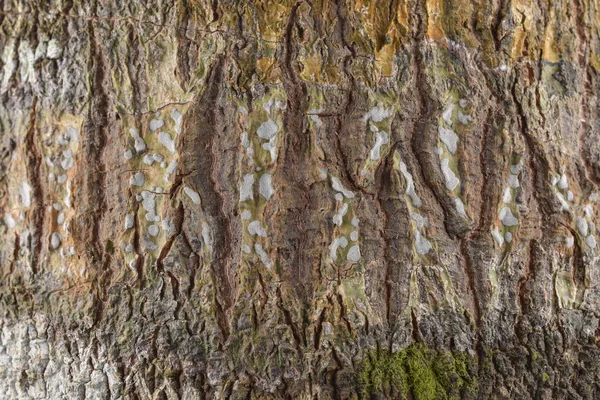 自然树树皮纹理图案背景 — 图库照片