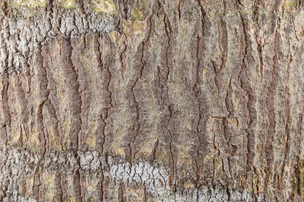 Natureza Árvore Casca Textura Padrão Fundo — Fotografia de Stock