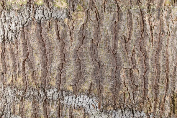 Nature Arbre Écorce Texture Motif Fond — Photo