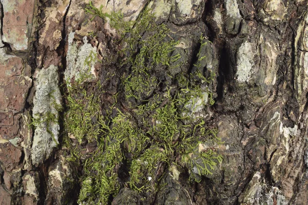 Natuur Boom Schors Textuur Patroon Achtergrond — Stockfoto