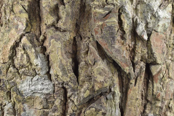 Nature Tree Bark Texture Pattern Background — Stock Photo, Image