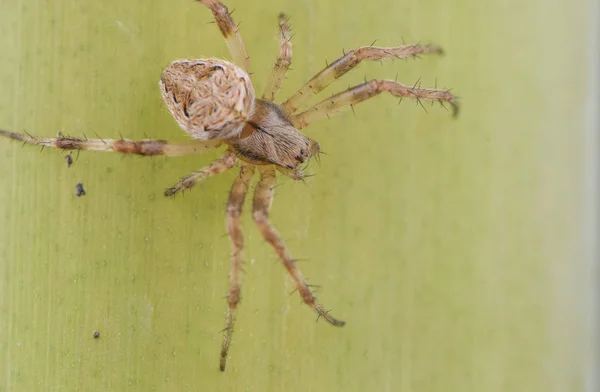 Příroda Wildlife Spider Makro Zblízka — Stock fotografie