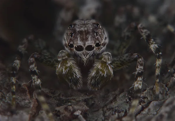 Nature Wildlife Spider Macro Close — стоковое фото