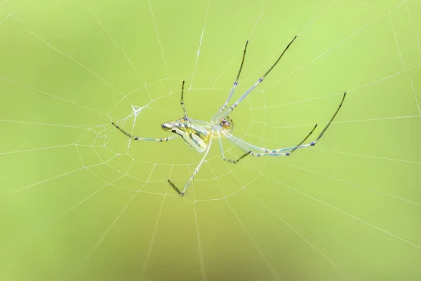 Příroda Wildlife Spider Makro Zblízka — Stock fotografie