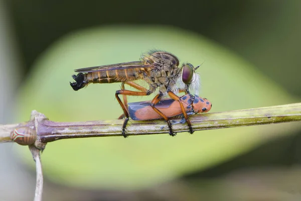 Rubberfly 葉マクロで食べる野生動物昆虫を閉じる — ストック写真