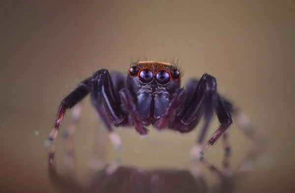 Pavouk Příroda Makro Zblízka Hmyz — Stock fotografie